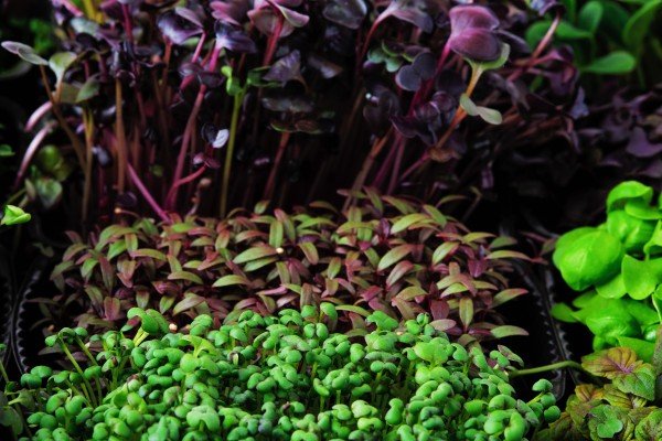 The Power of Microgreens: Unlocking Their Potential